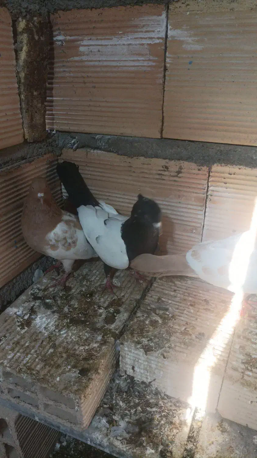 کبوتر رنگه|پرنده|مشهد, دانشجو|دیوار