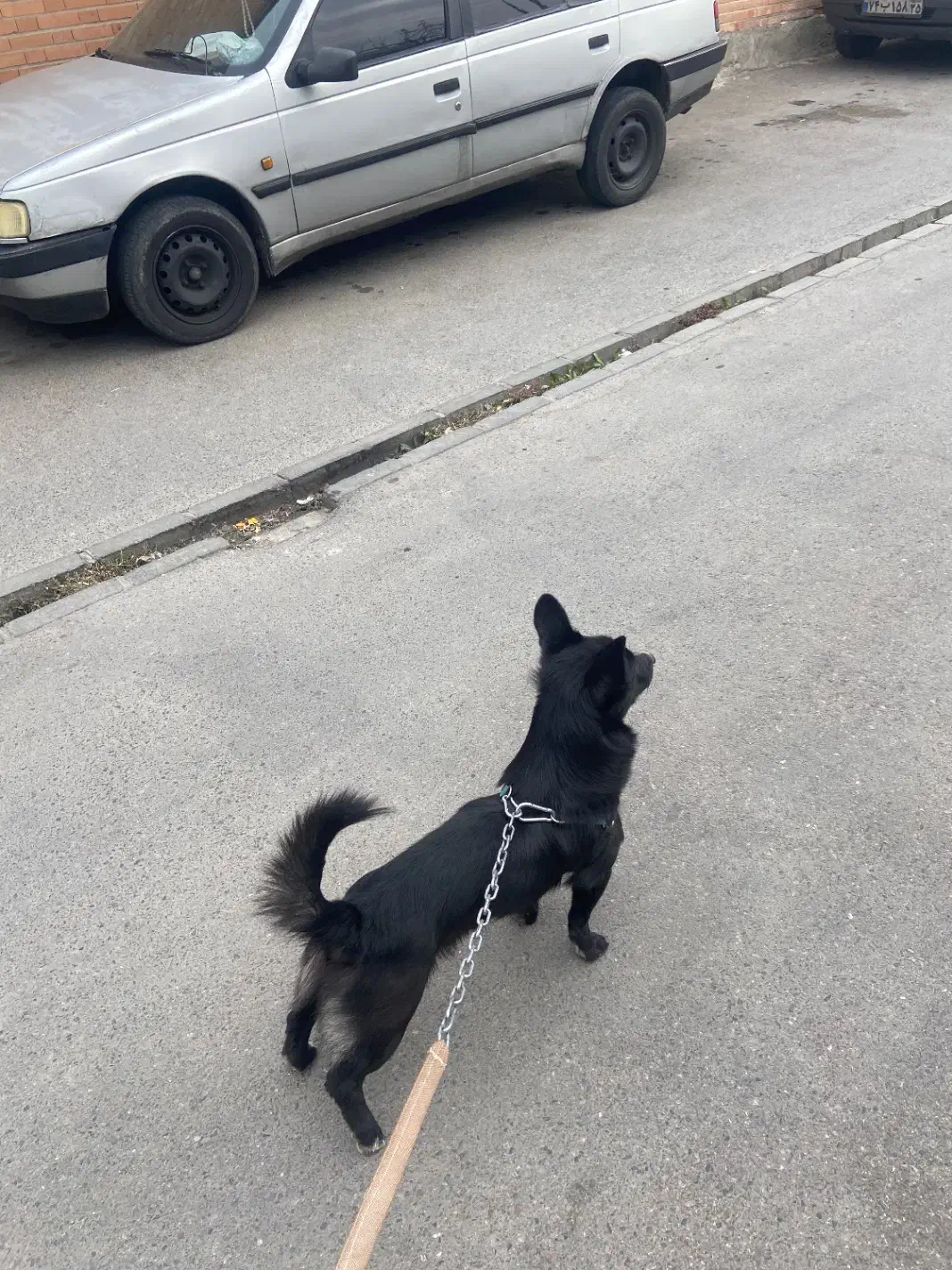 اشپیتز|سگ|تبریز, |دیوار