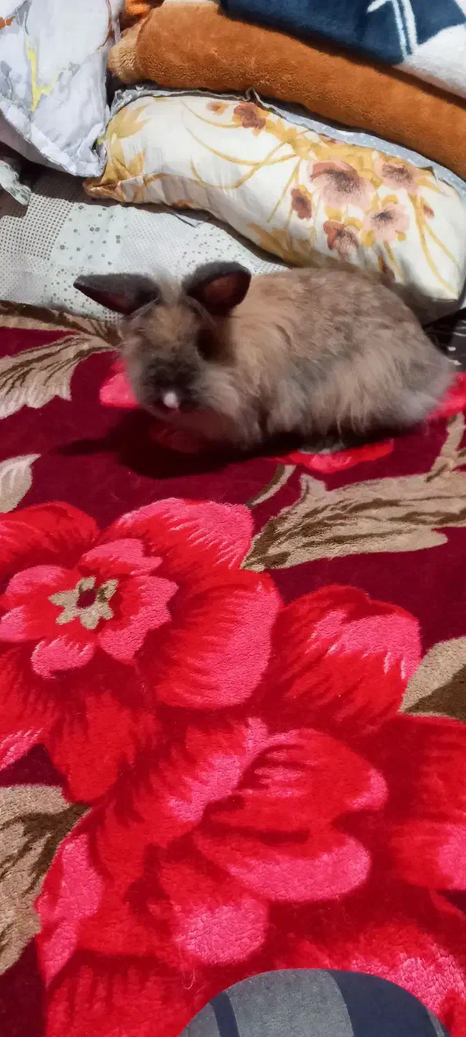 خرگوش لپ|موش و خرگوش|چهارباغ, |دیوار