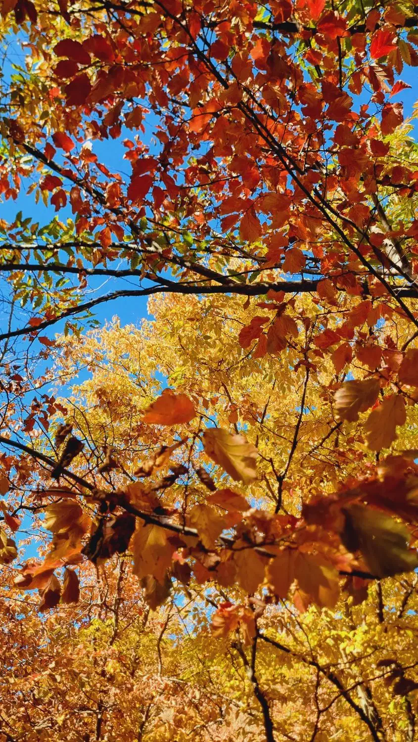 طبیعت گرد|فعالیت داوطلبانه|مشهد, عامل|دیوار