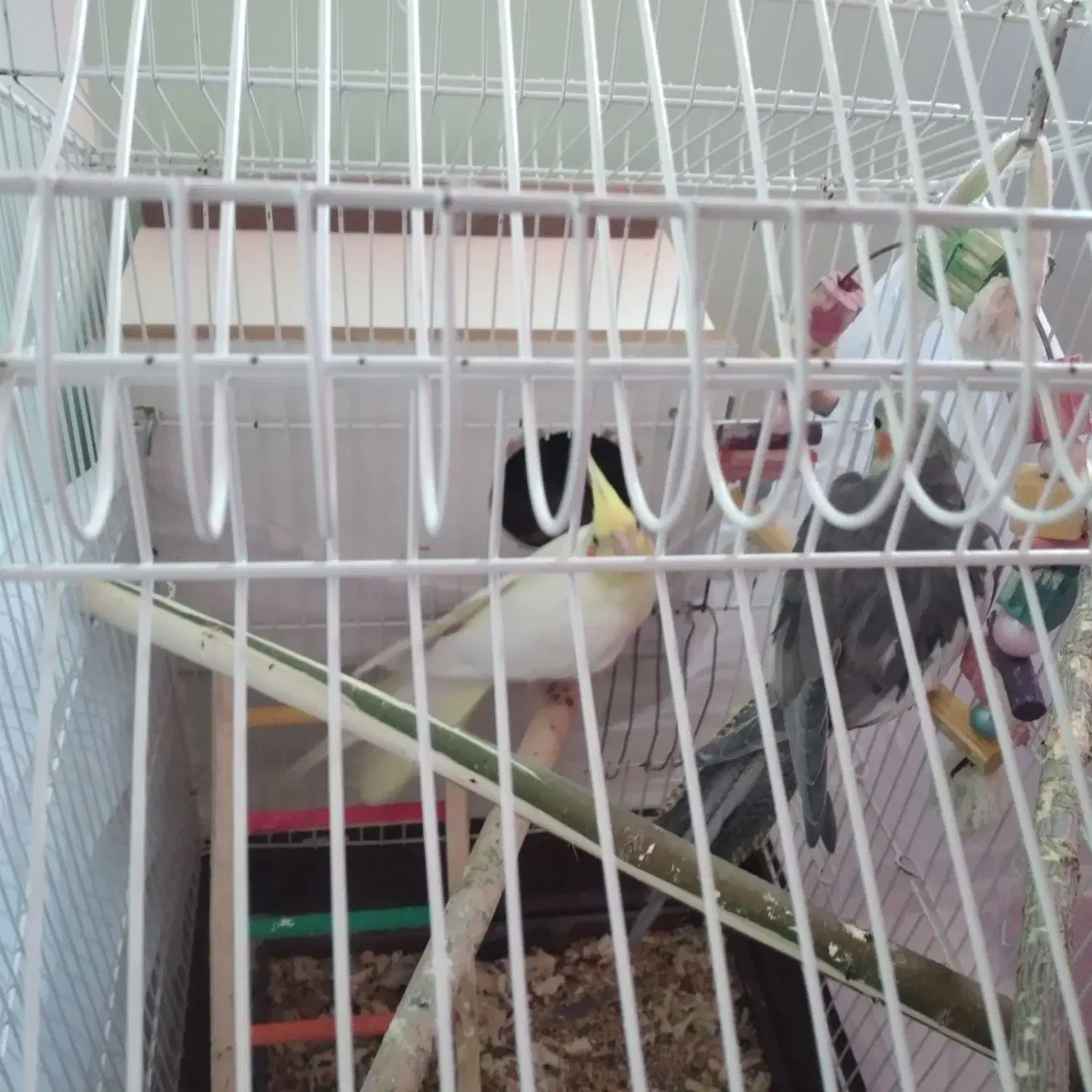 جفت عروس هلندی|پرنده|بجنورد, |دیوار