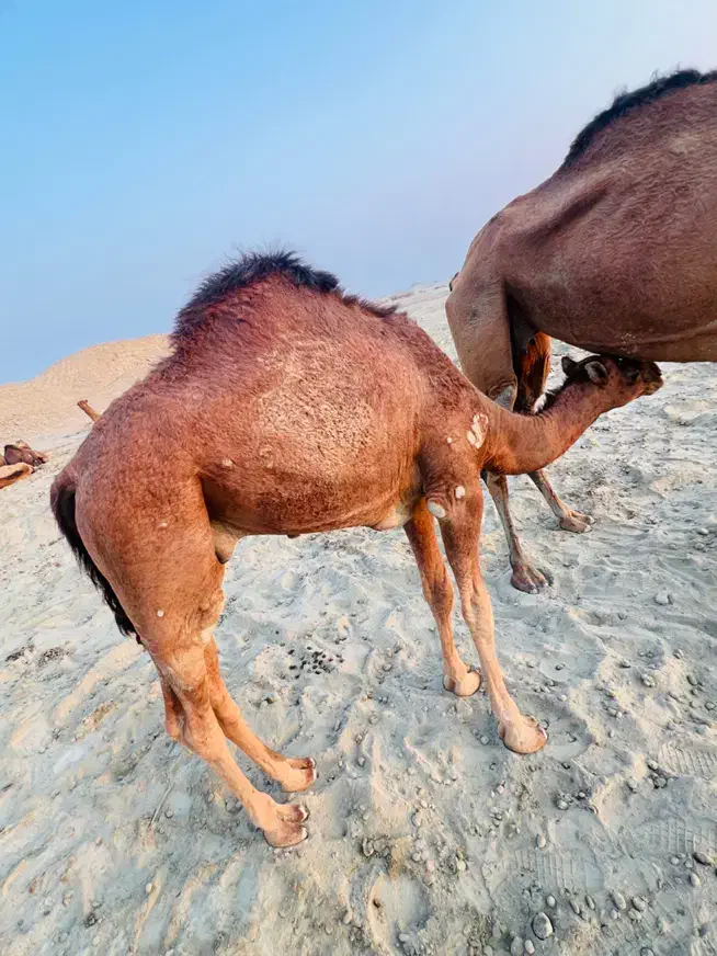 کوات نر|حیوانات مزرعه|میناب, |دیوار