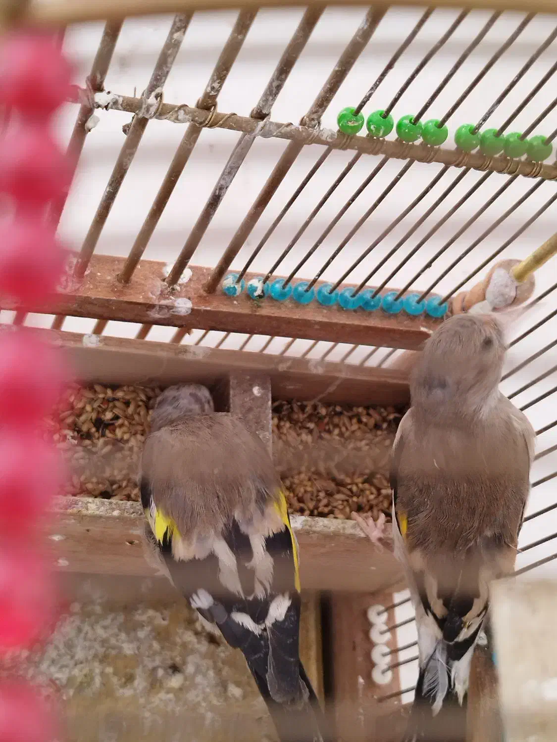 سهر جوجه|پرنده|قم, شهرک قدس|دیوار