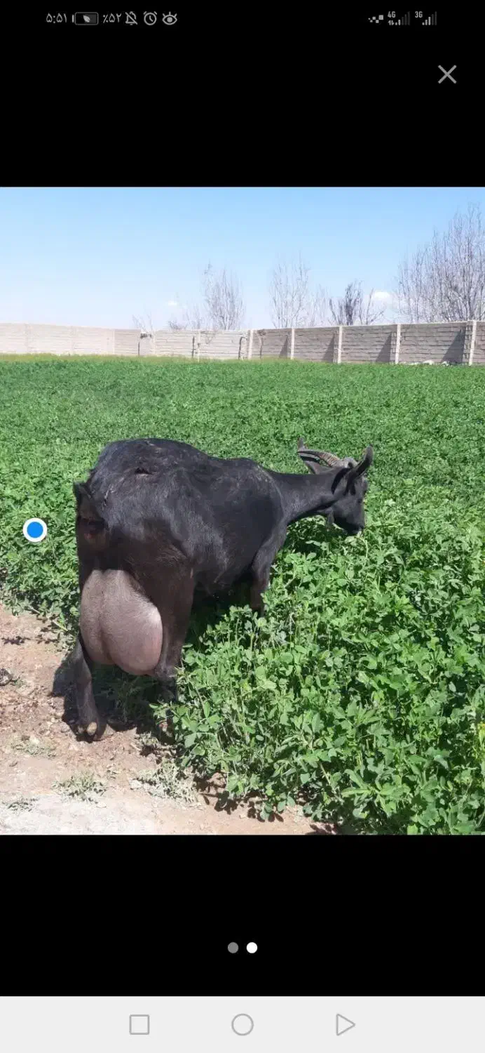 شیر بز مورسایی|خوردنی و آشامیدنی|شیراز, زرگری|دیوار