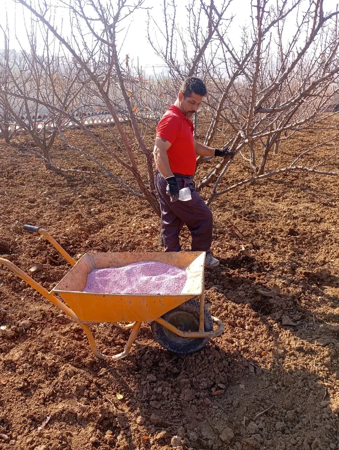 سمپاشی چال کود تیلر هرس|خدمات باغبانی و درختکاری|سنندج, |دیوار