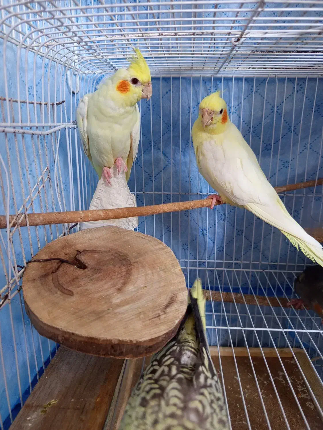 عروس هلندی|پرنده|رستمآباد, |دیوار