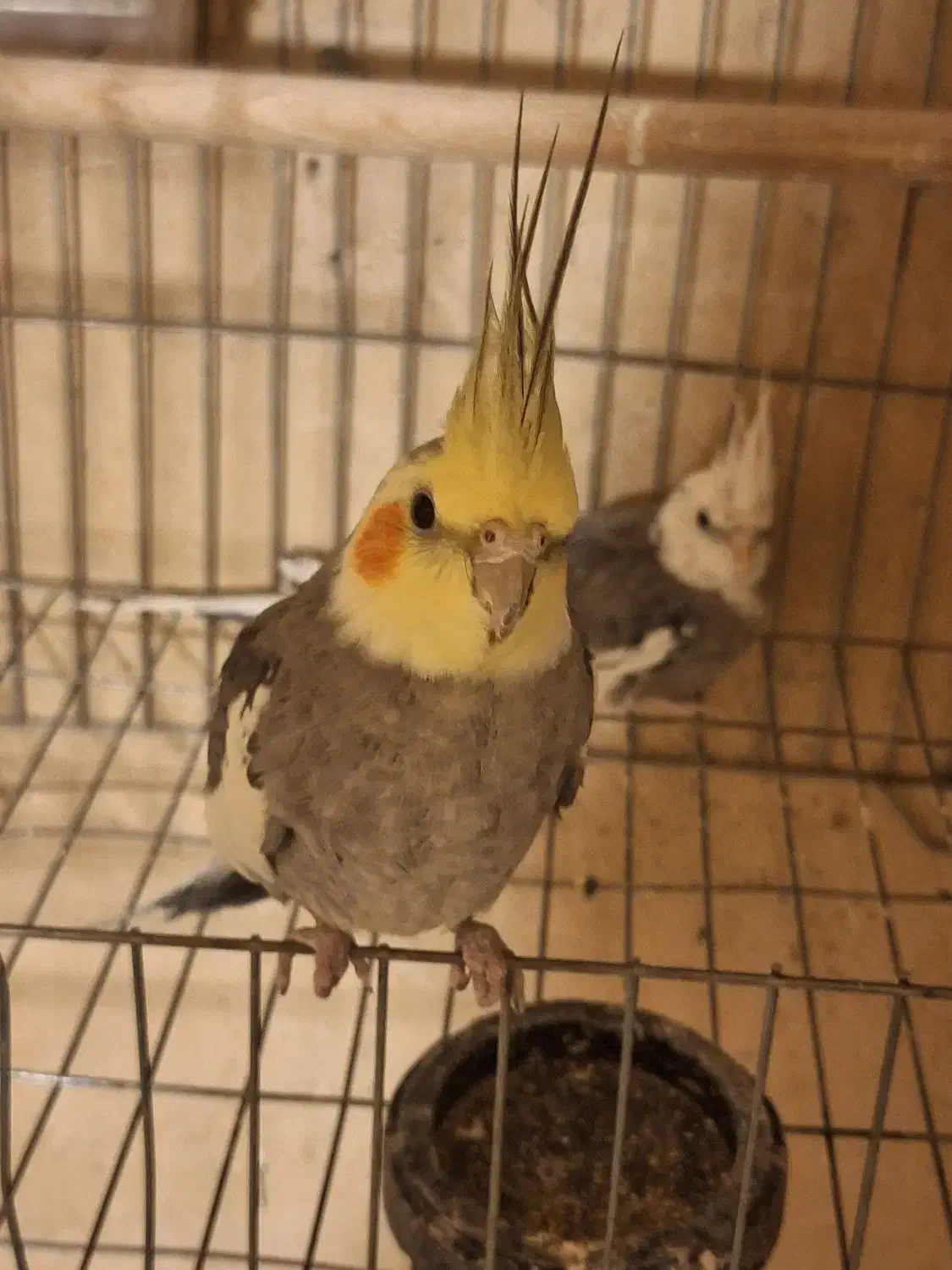 عروس هلندی|پرنده|بروجن, |دیوار