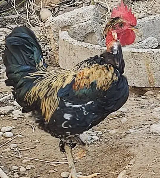 مرغ و خروس محلی|حیوانات مزرعه|برازجان, |دیوار