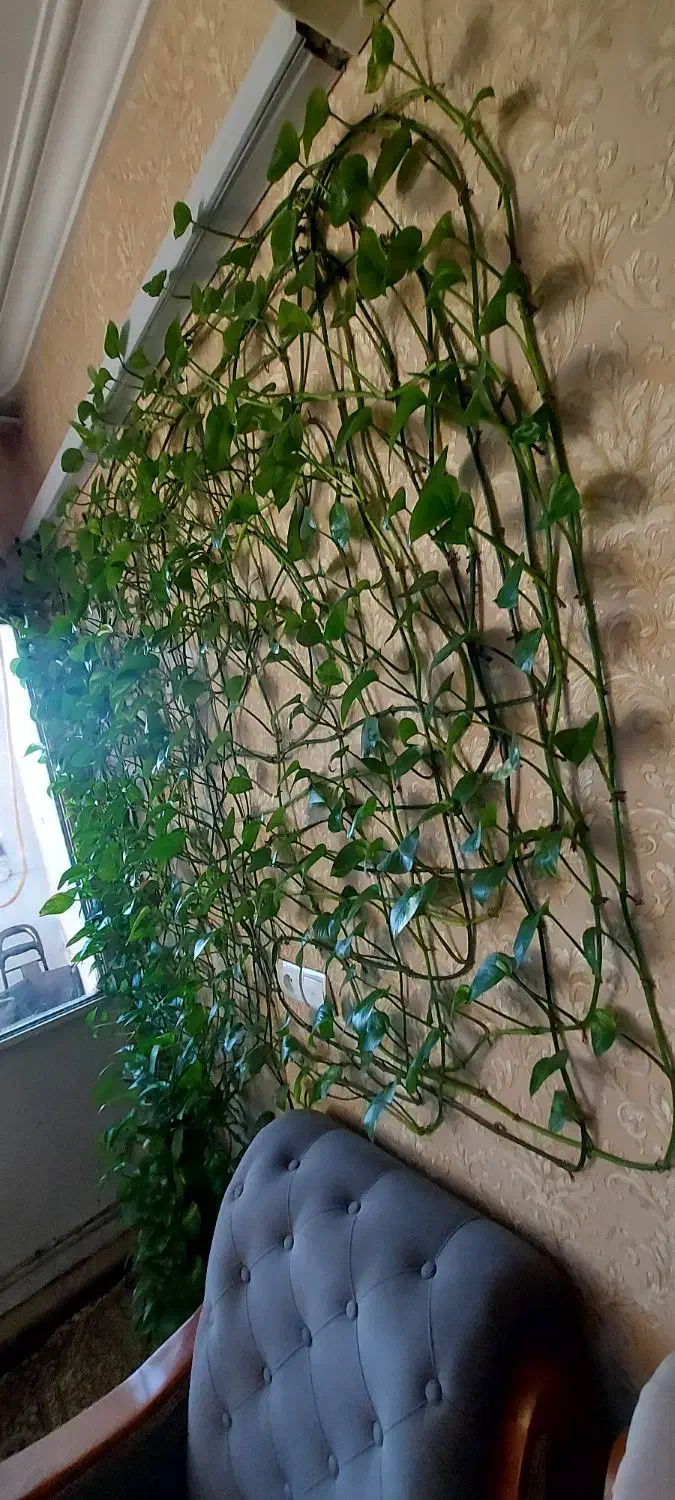 رشد انفجاری پتوس|گل و گیاه طبیعی|اهواز, گلستان|دیوار