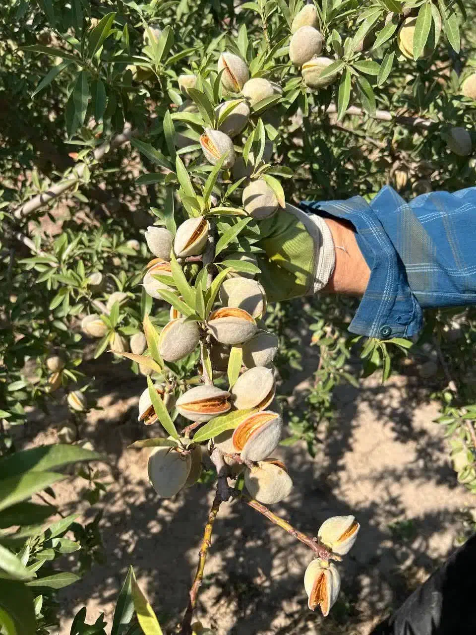 فروش نهال بادام منقا|خدمات باغبانی و درختکاری|قمصر, |دیوار