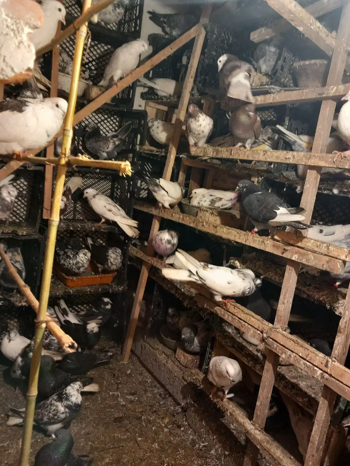 کبوتر پرشی|پرنده|چالوس, |دیوار