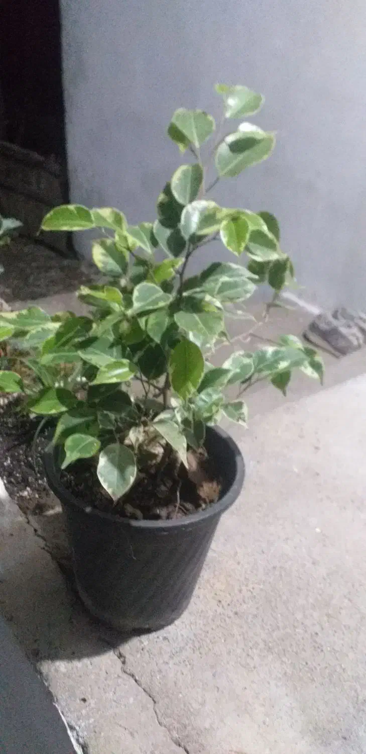 فروش  بنجامین ابلغ  و بلک  و یوکا  تنه دار .رخ زده|گل و گیاه طبیعی|نشتارود, |دیوار