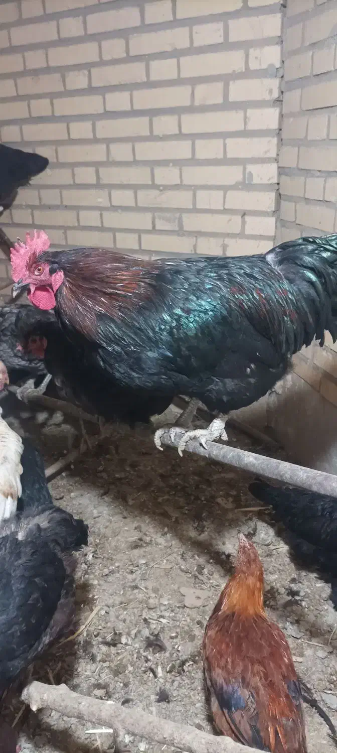 خروس|حیوانات مزرعه|معصومیه, |دیوار