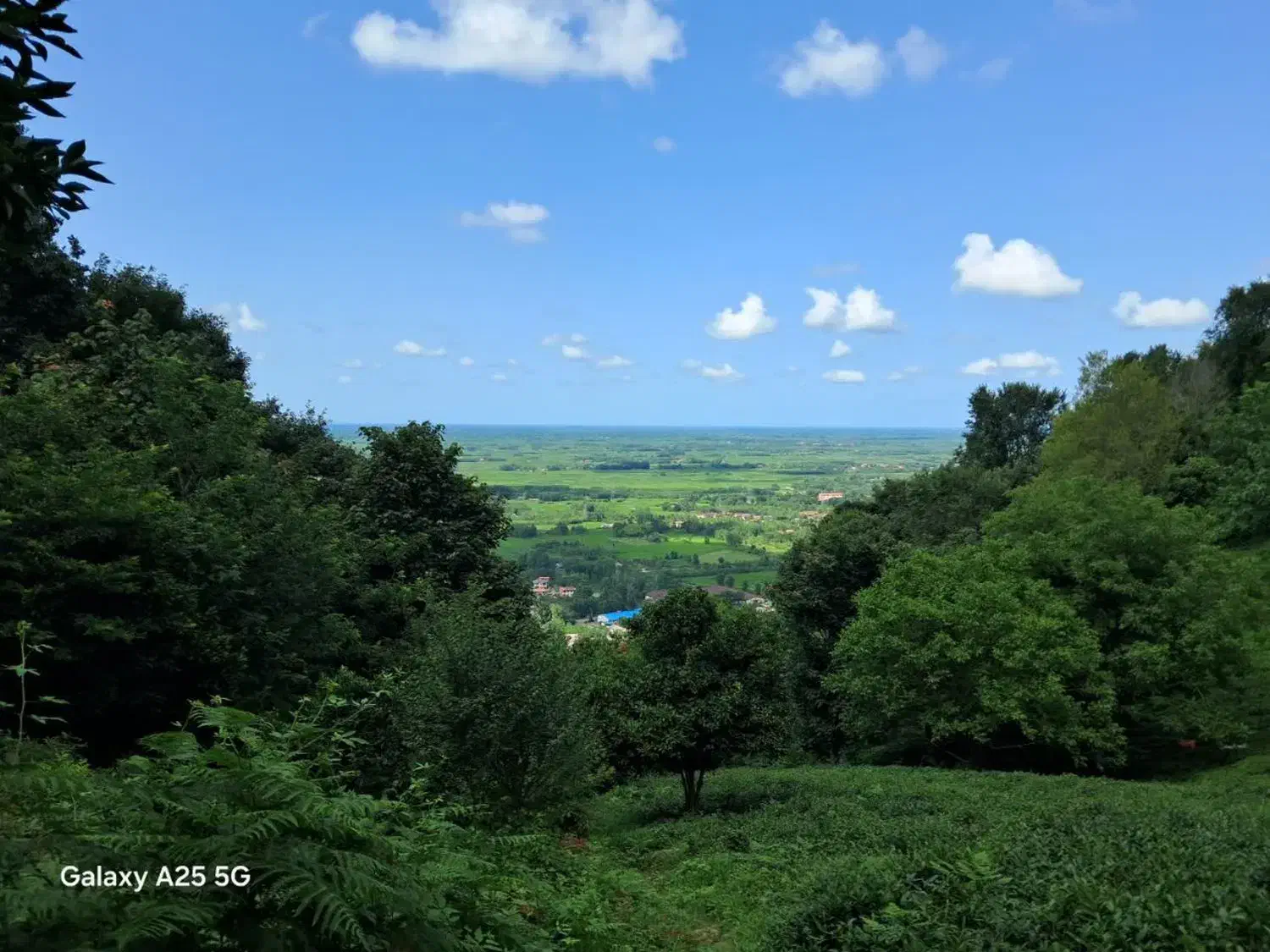 فروش باغ چایی|فروش دفتر صنعتی، کشاورزی، تجاری|لاهیجان, لیل|دیوار