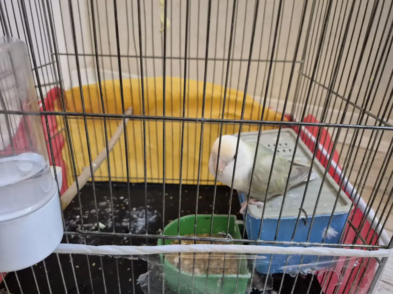 کوتوله برزیلی سفید|پرنده|مشهد, ادیب نیشابوری (شهرک غرب)|دیوار