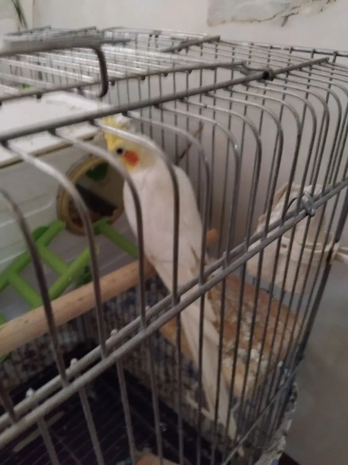 عروس هلندی|پرنده|گیان, |دیوار