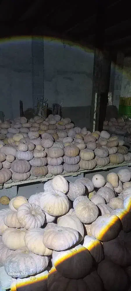 کدو انجیری بهاره|خوردنی و آشامیدنی|ضیابر, |دیوار