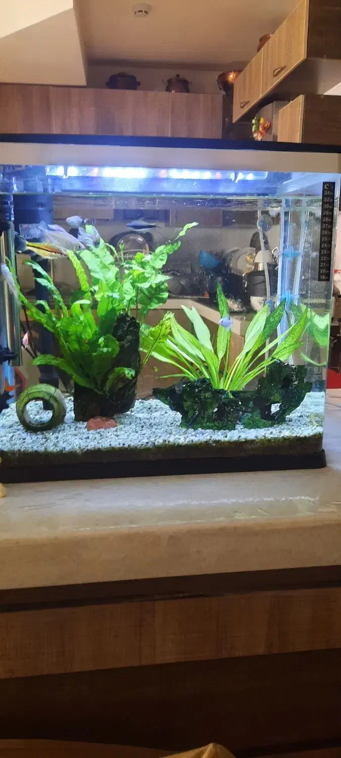 آکواریوم|ماهی|صدرا-فارس, فاز ۱|دیوار