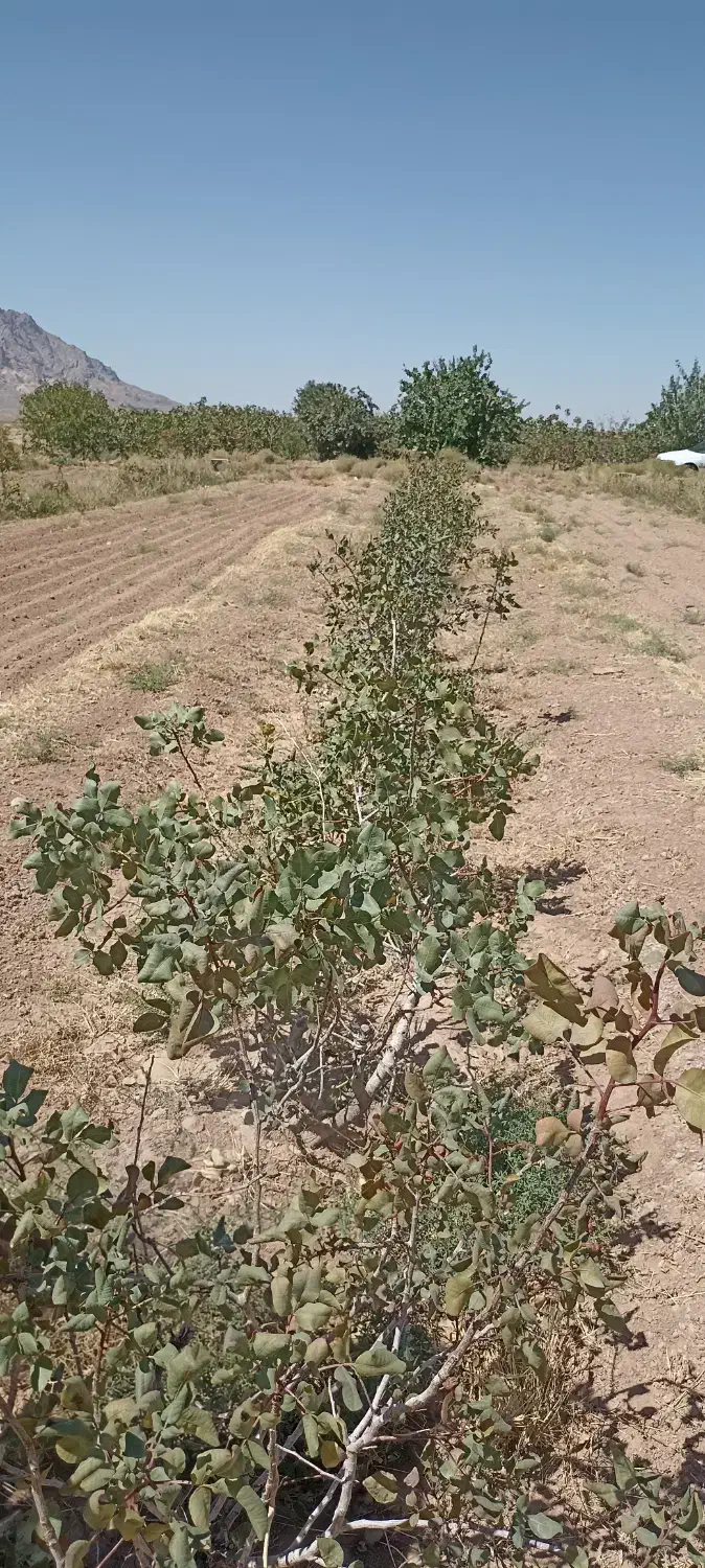 زمین و آب کشاورزی|فروش دفتر صنعتی، کشاورزی، تجاری|مهریز, |دیوار