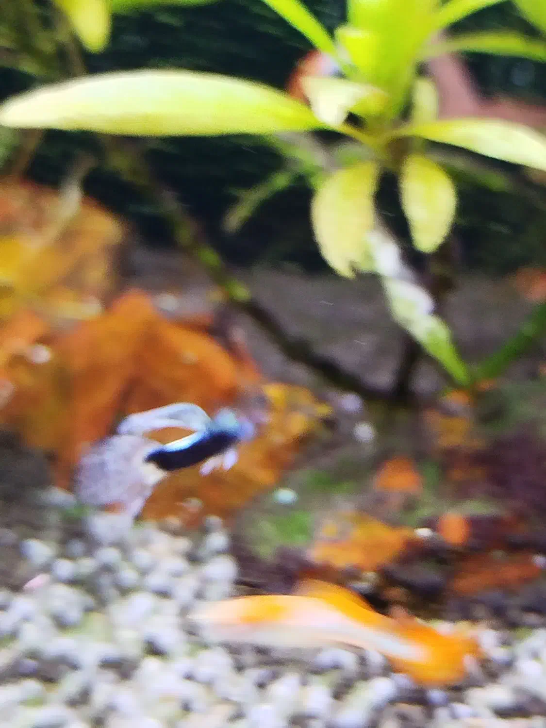 ماهی گوپی|ماهی|زرقان, |دیوار