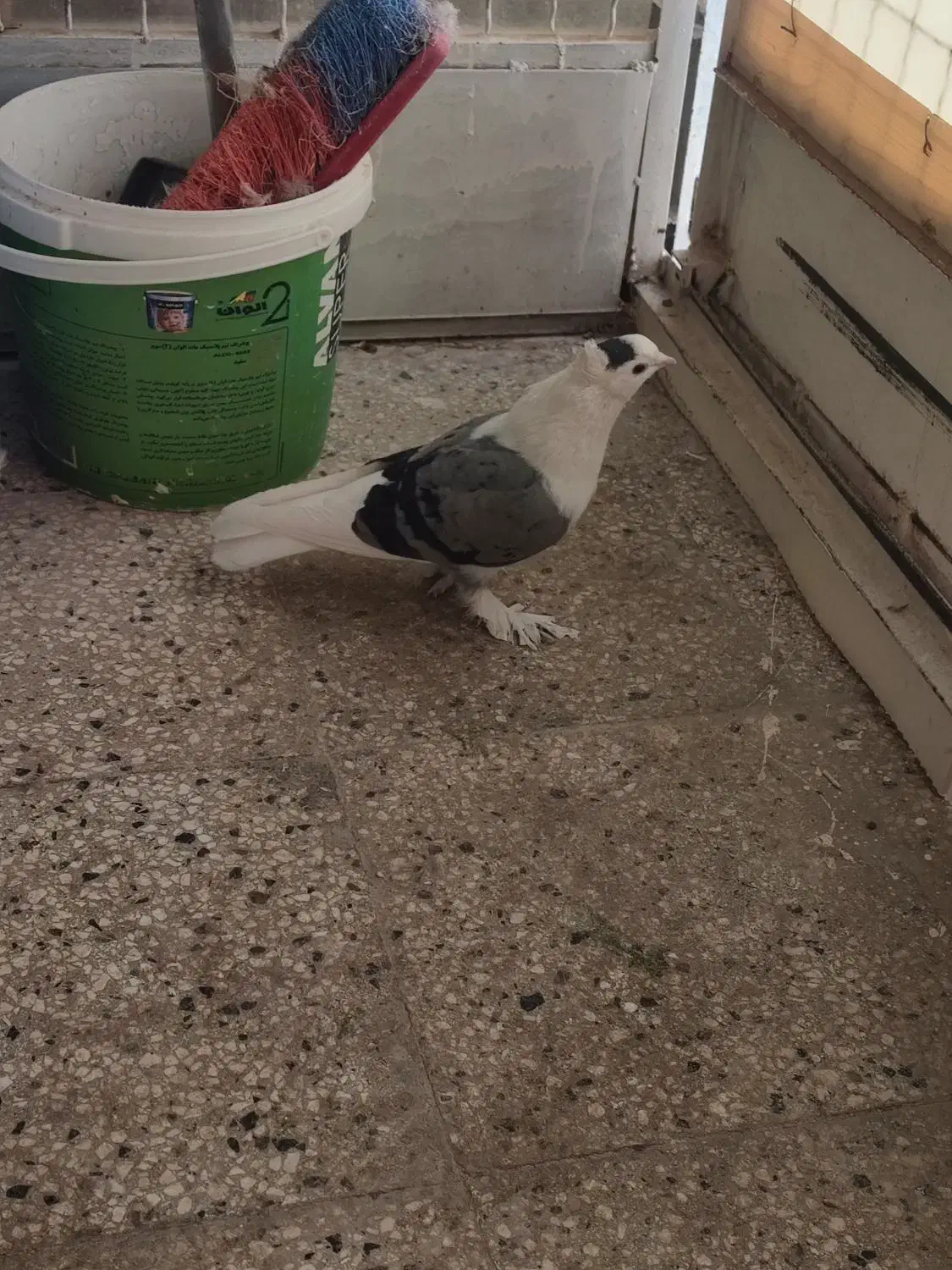 گلی سبز نر|پرنده|تربتحیدریه, باغ سلطانی|دیوار