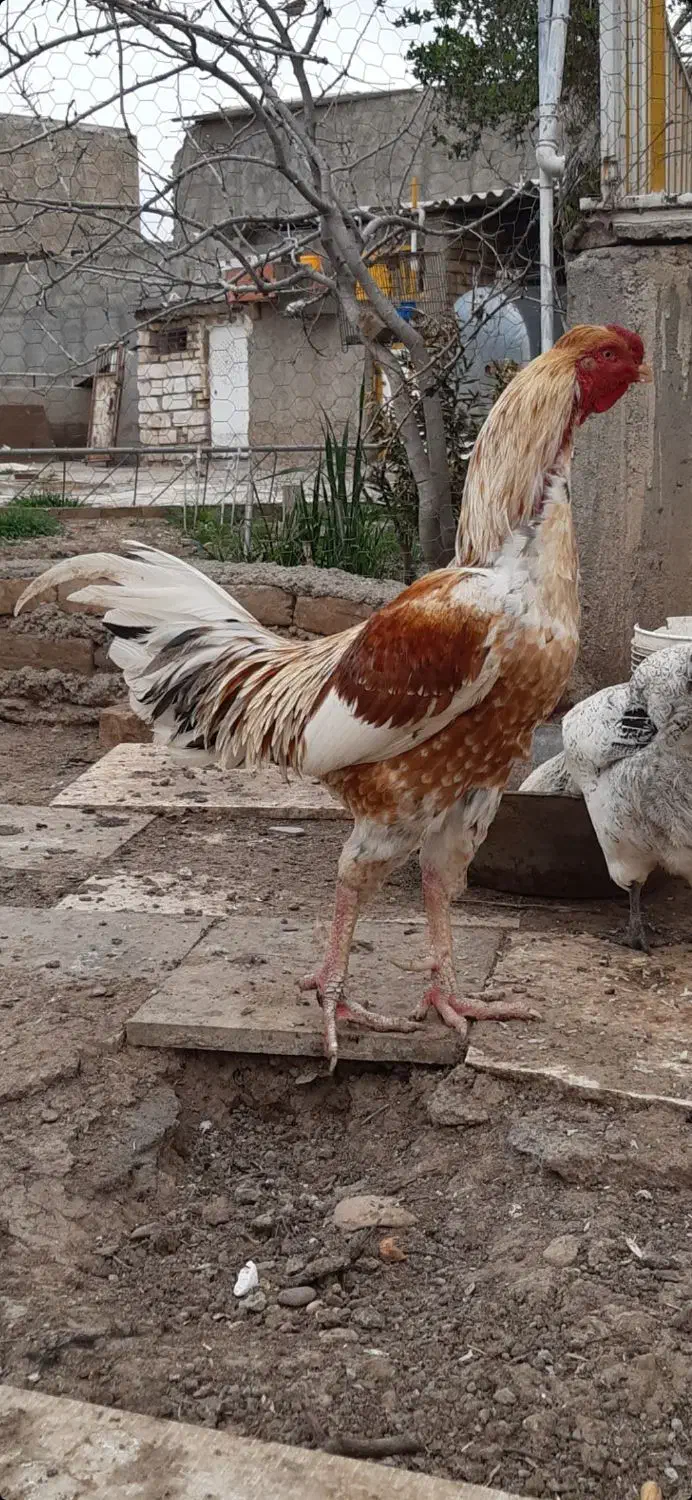 خروس|حیوانات مزرعه|قزوین, |دیوار