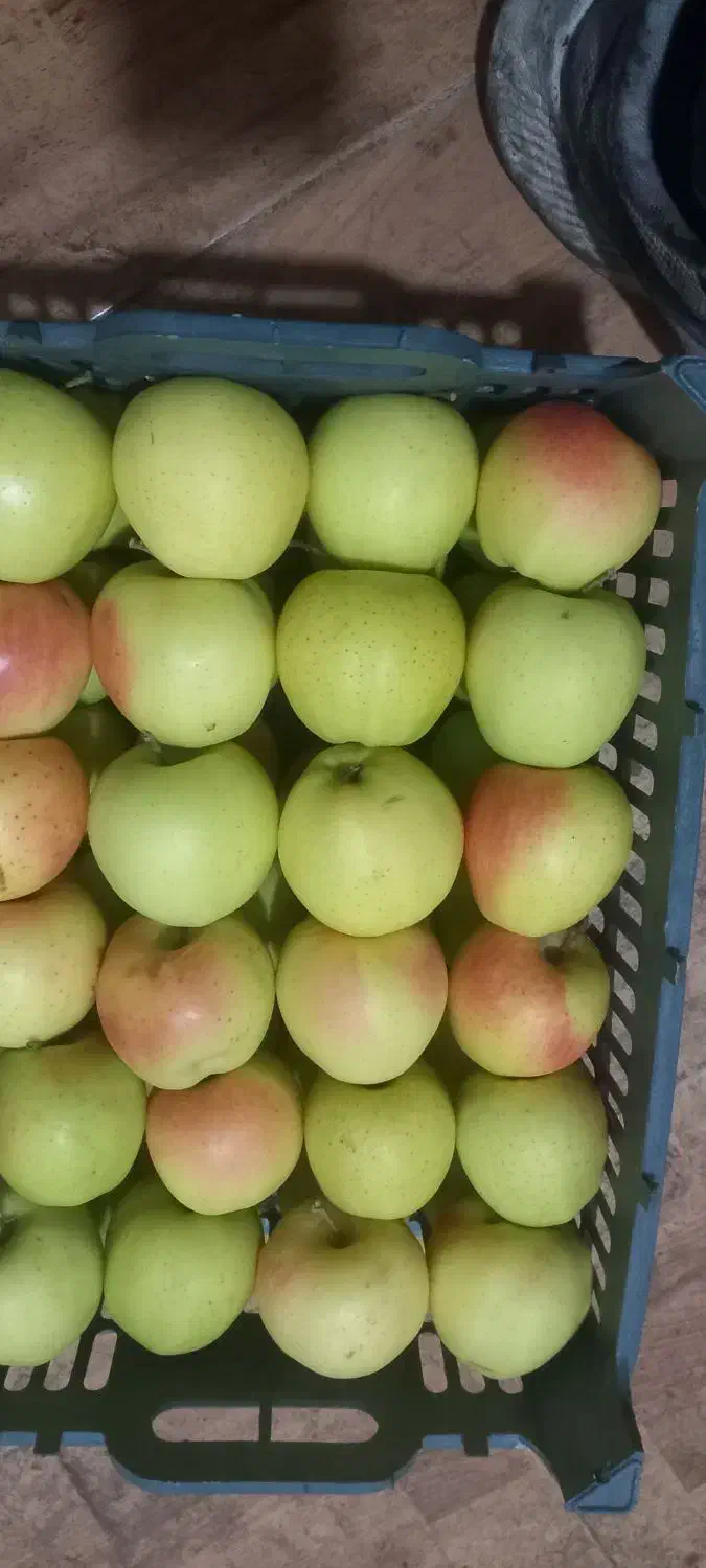 سیب درجه یک|خوردنی و آشامیدنی|مرند, |دیوار