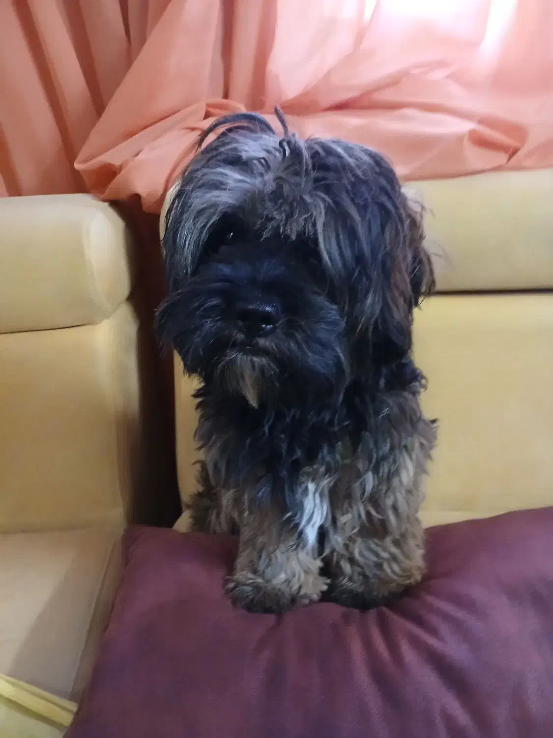 سگ شیتزو پودل|سگ|دماوند, گیلاوند|دیوار