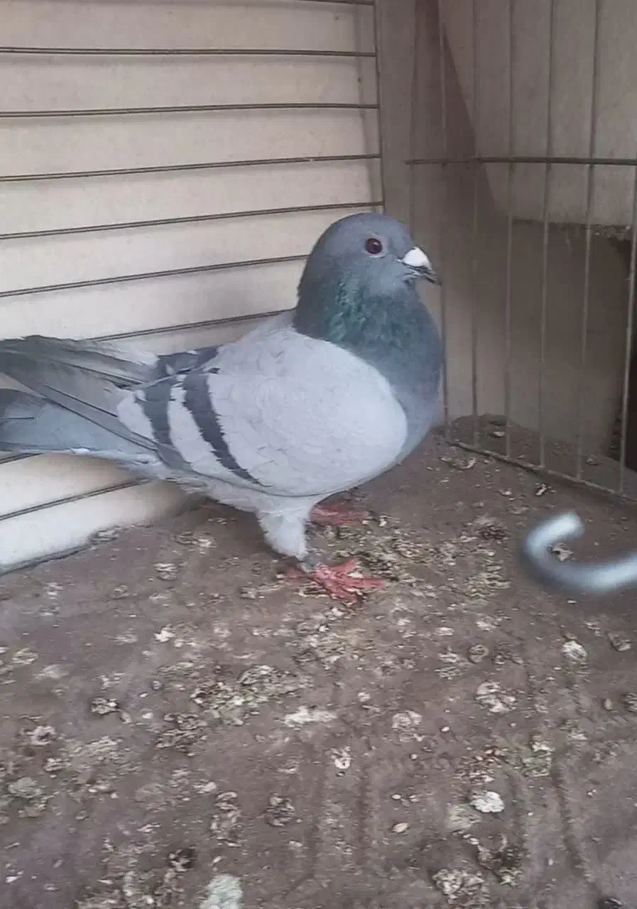 کبوتر|پرنده|یزد, |دیوار