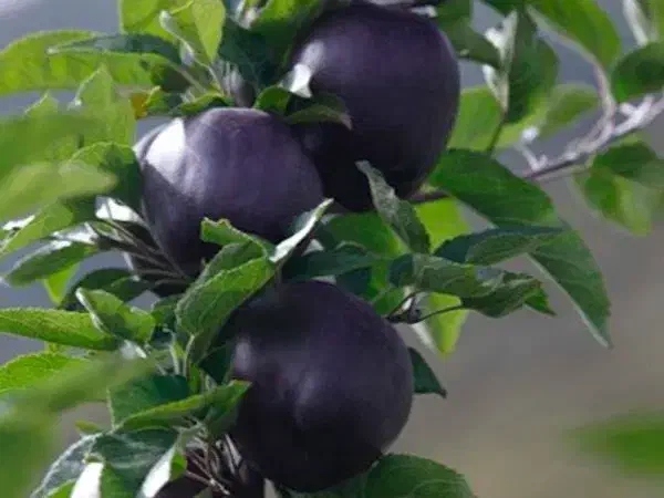 فروش نهال سیب جرومین رویال نهال|خدمات باغبانی و درختکاری|پیرانشهر, |دیوار
