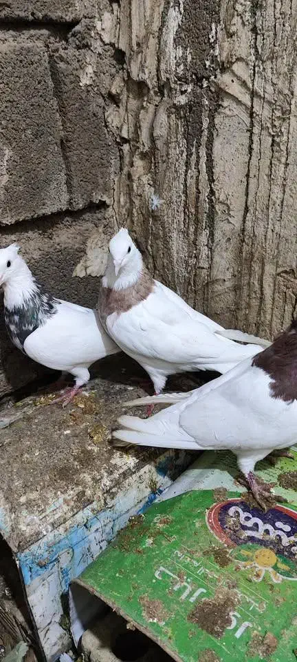 کبوتر|پرنده|یاسوج, |دیوار