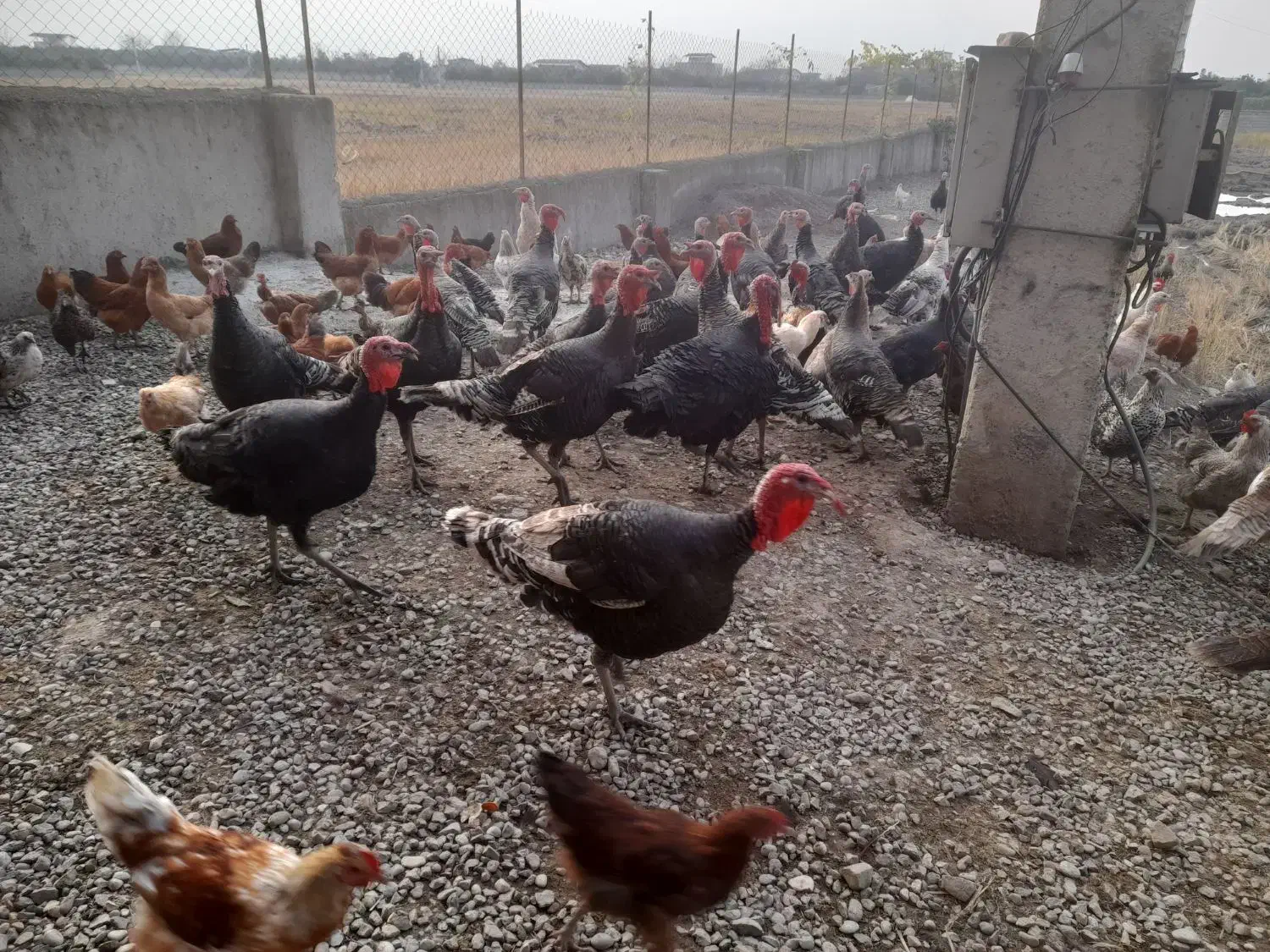 فروش محصولات ارگانیک مزرعه سبز|حیوانات مزرعه|گتاب, |دیوار