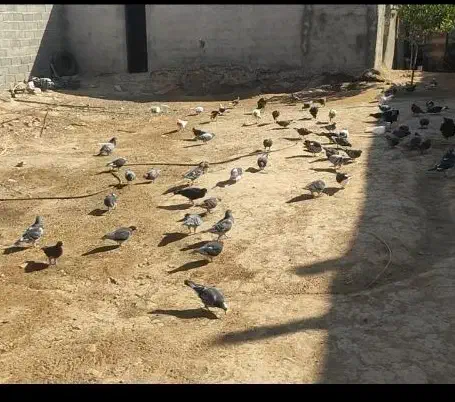 مسافتی پلاکی نامه بر شناسنامه دار کفتر کبوتر|پرنده|عطاملک, |دیوار