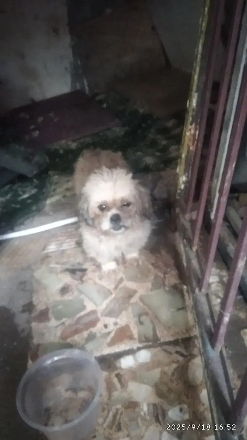 پاکوتاه|سگ|قائم‌شهر, |دیوار