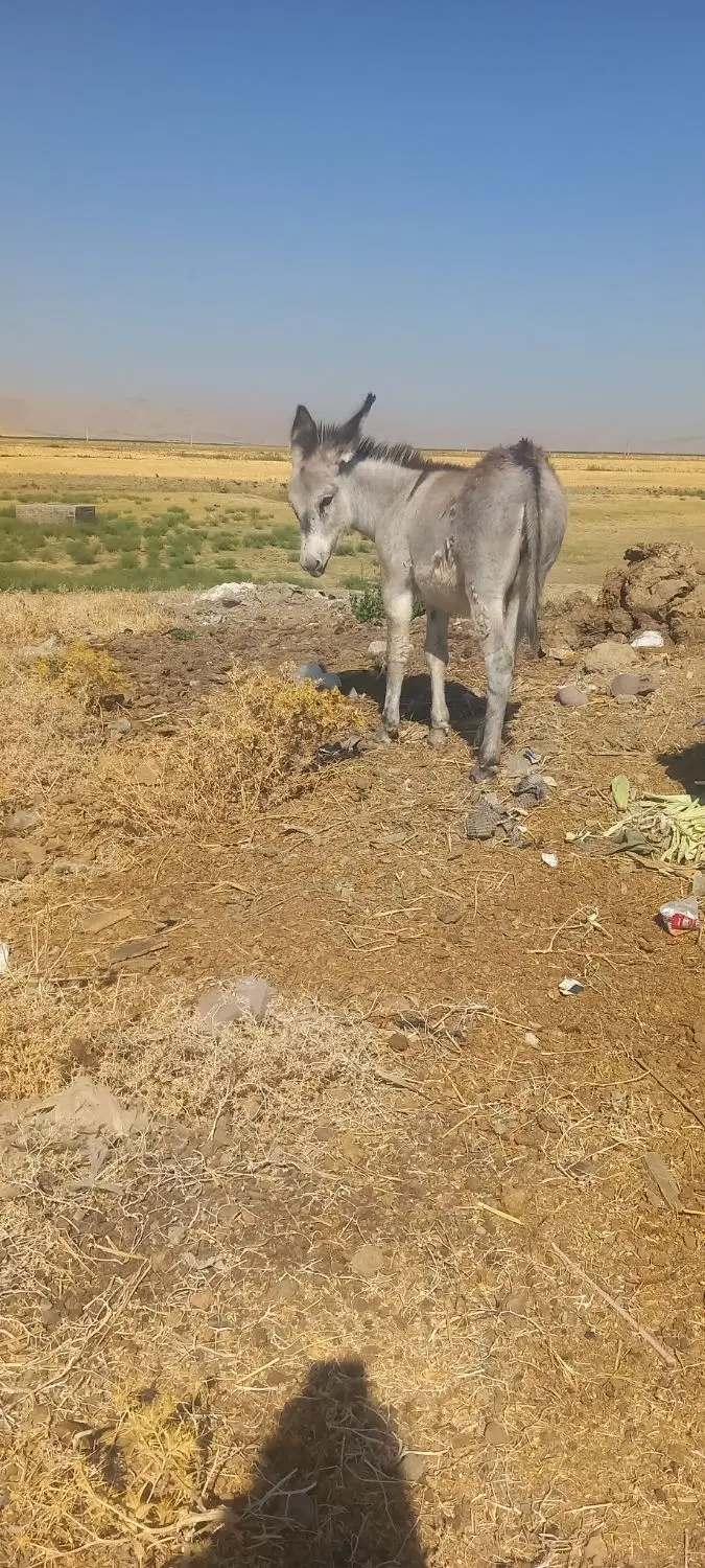 الاغ|حیوانات مزرعه|روانسر, |دیوار