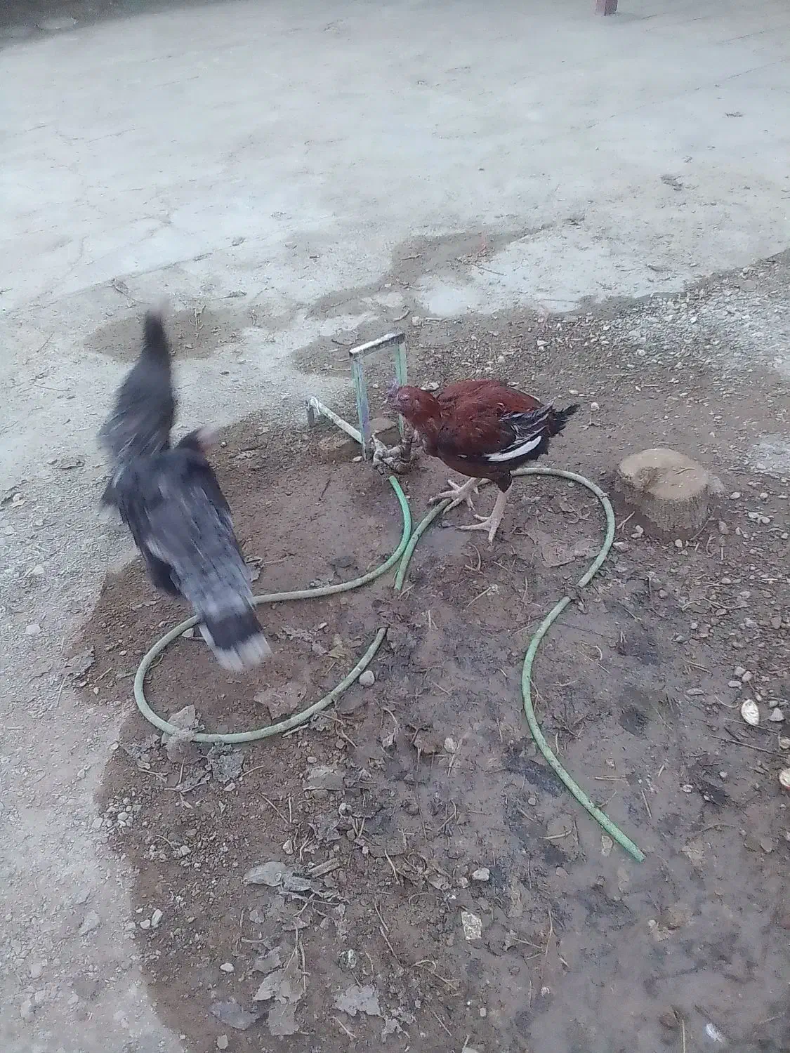 خروس دورگه|حیوانات مزرعه|کبودرآهنگ, |دیوار