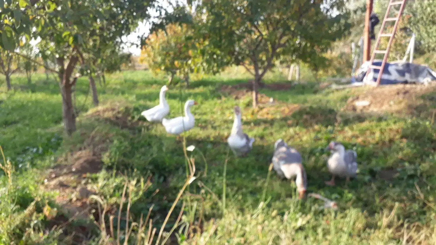 پنچ عدد قو غاز  سفید و خاکستری نرو ماده|حیوانات مزرعه|ارومیه, |دیوار