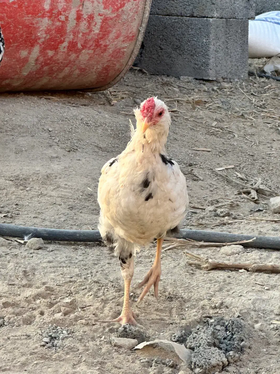 مرغ گلین|حیوانات مزرعه|صباشهر, |دیوار