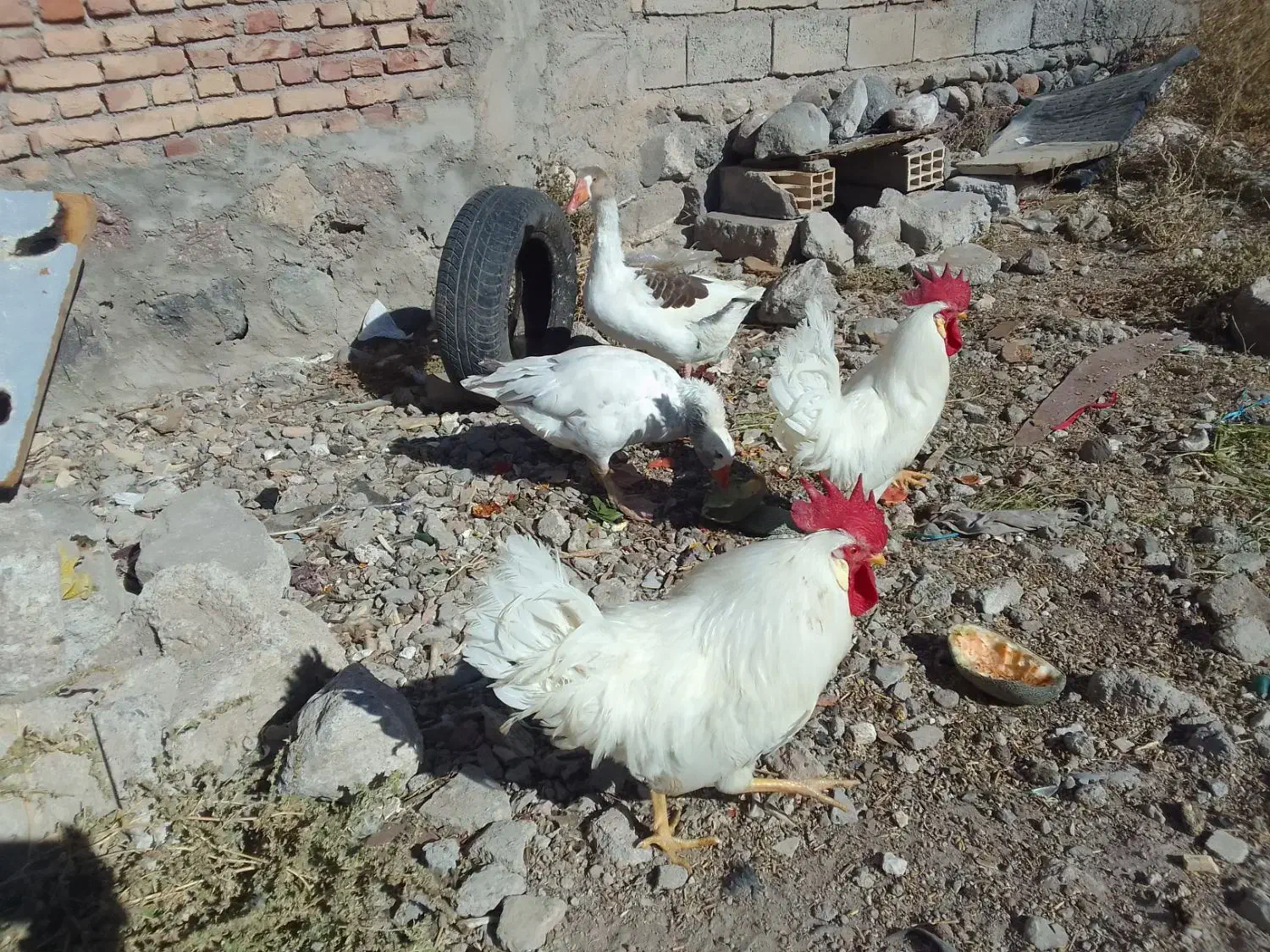 کالا|حیوانات مزرعه|مشگین شهر, |دیوار