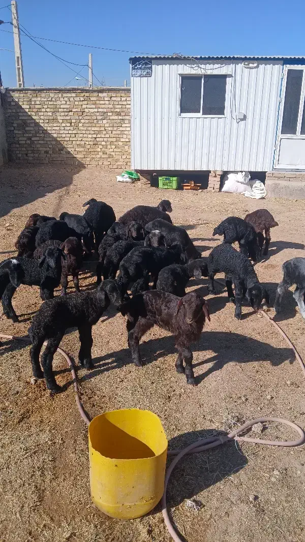 گوسفند شیشک همگی بره دار|حیوانات مزرعه|قزوین, |دیوار