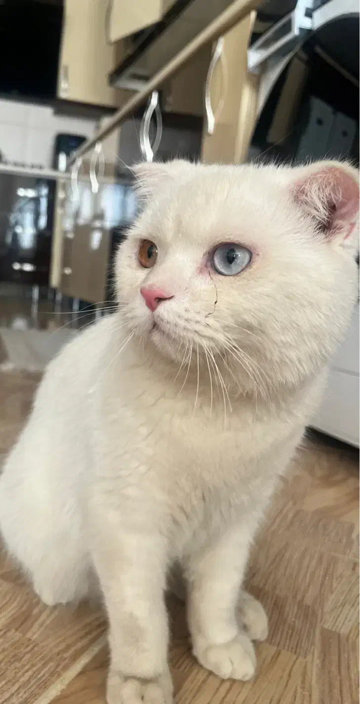 گربه  نژاد اسکاتیش|گربه|مشهد, هنرور|دیوار