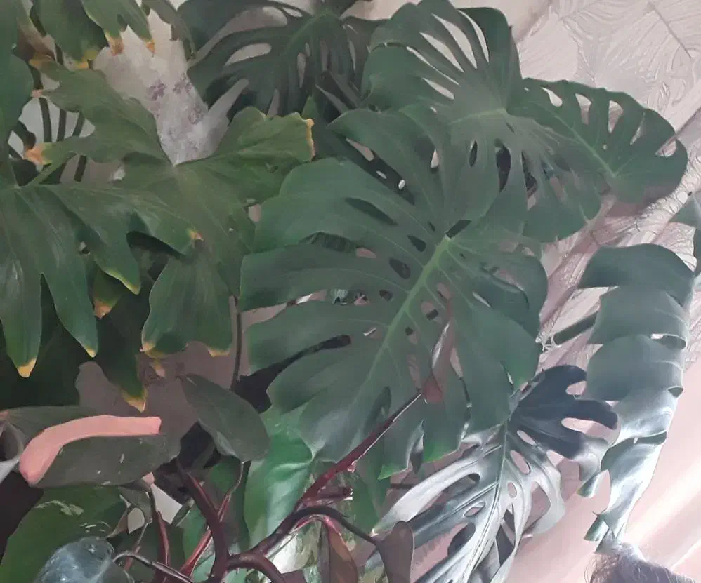 گلهای اپارتمانی|گل و گیاه طبیعی|پردیس, فاز ۱۱|دیوار