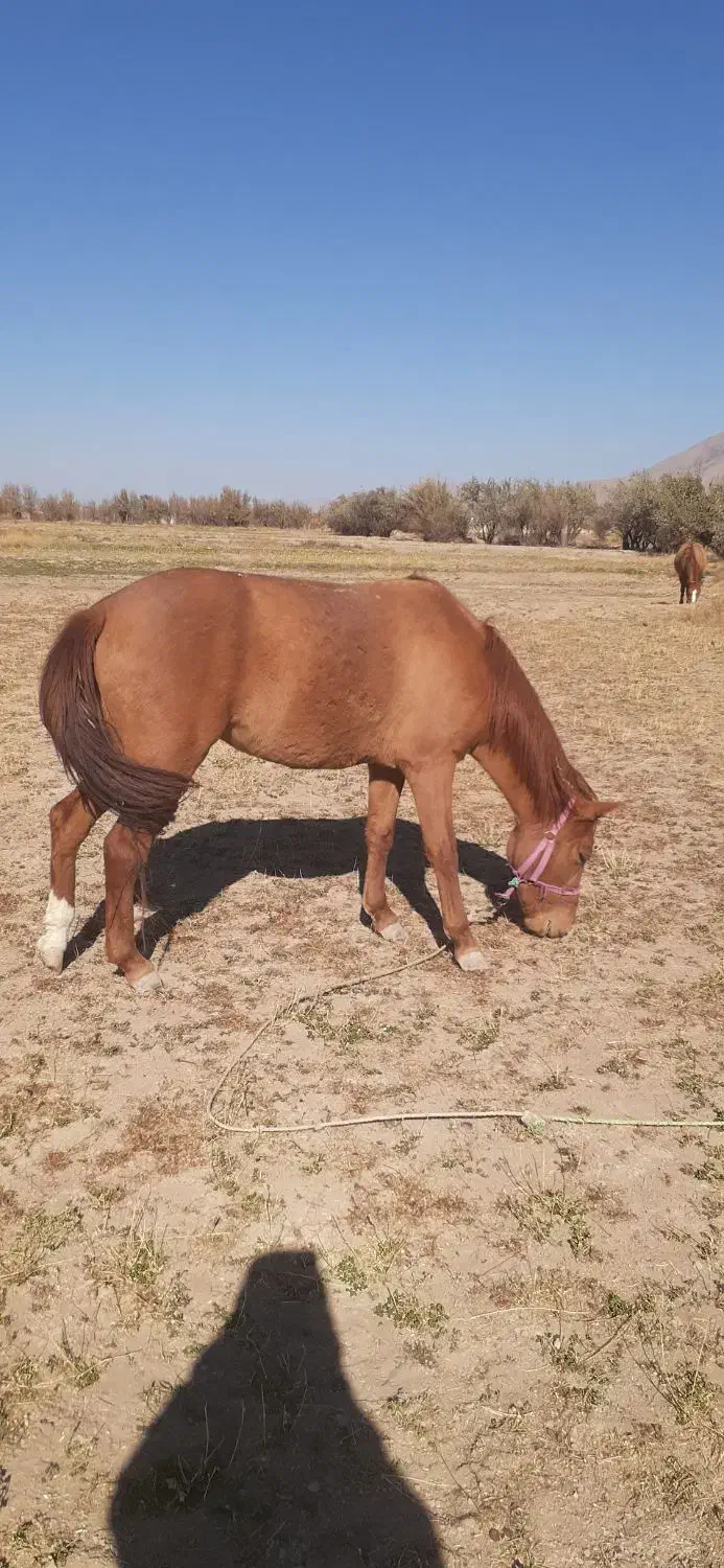 سه تا اسب اروم ویورقه|اسب و تجهیزات اسب‌سواری|سرولایت, |دیوار