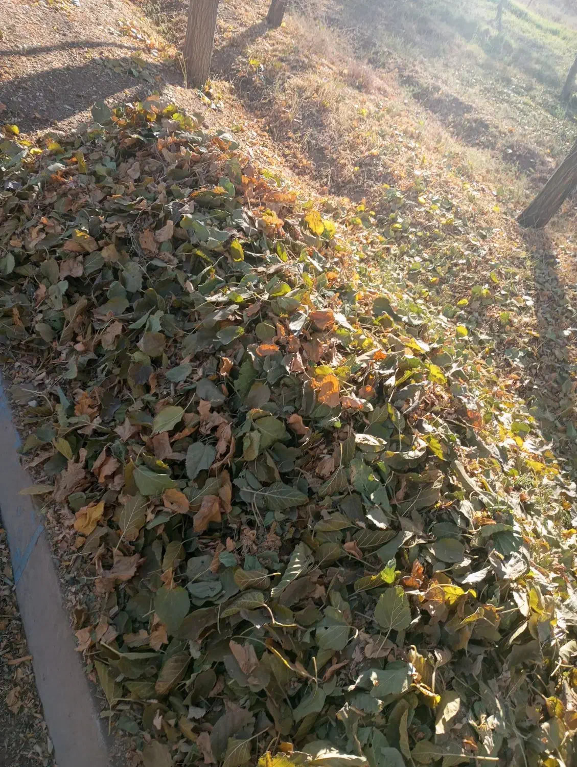 برگ درخت توت تمیزخشکه|لوازم جانبی حیوانات|نیشابور, ریوند|دیوار