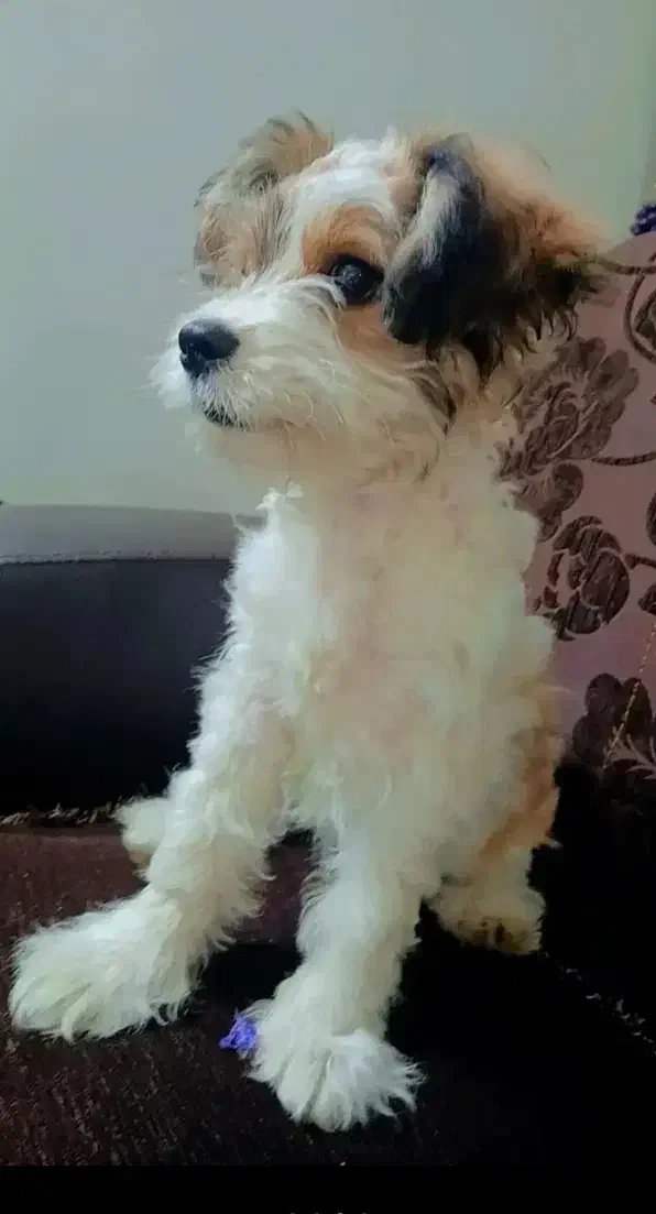 سگ بسیار باهوش و اروم|سگ|قزوین, |دیوار