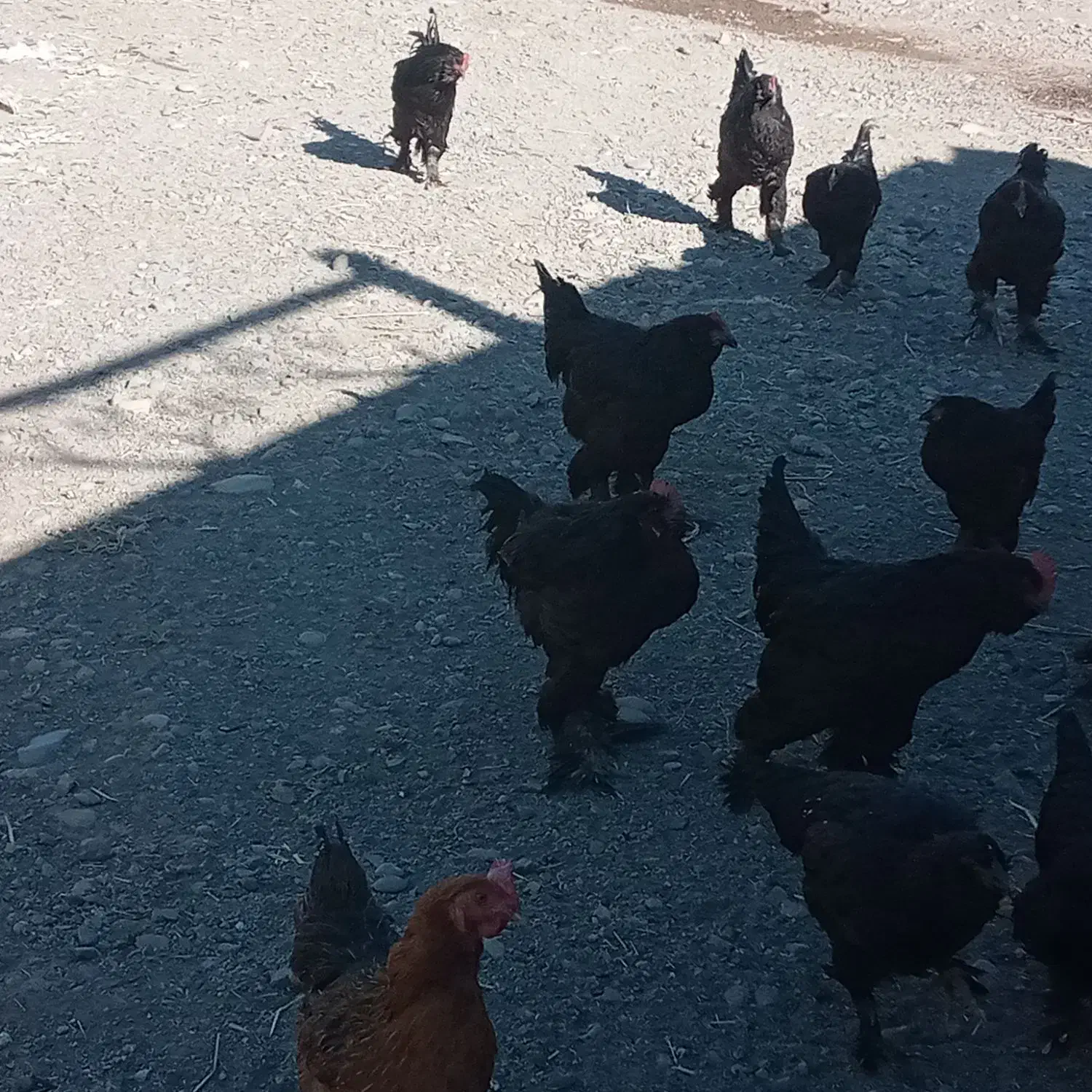 مرغ وخروس پاپر|حیوانات مزرعه|میانه, |دیوار