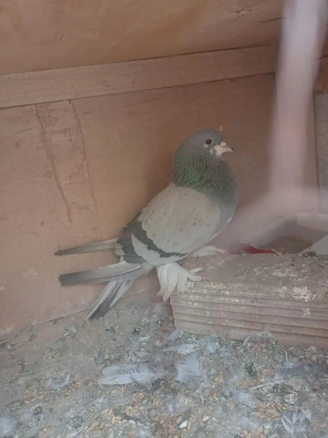 کبوترخرقه ابری|پرنده|اصفهان, شاهد|دیوار