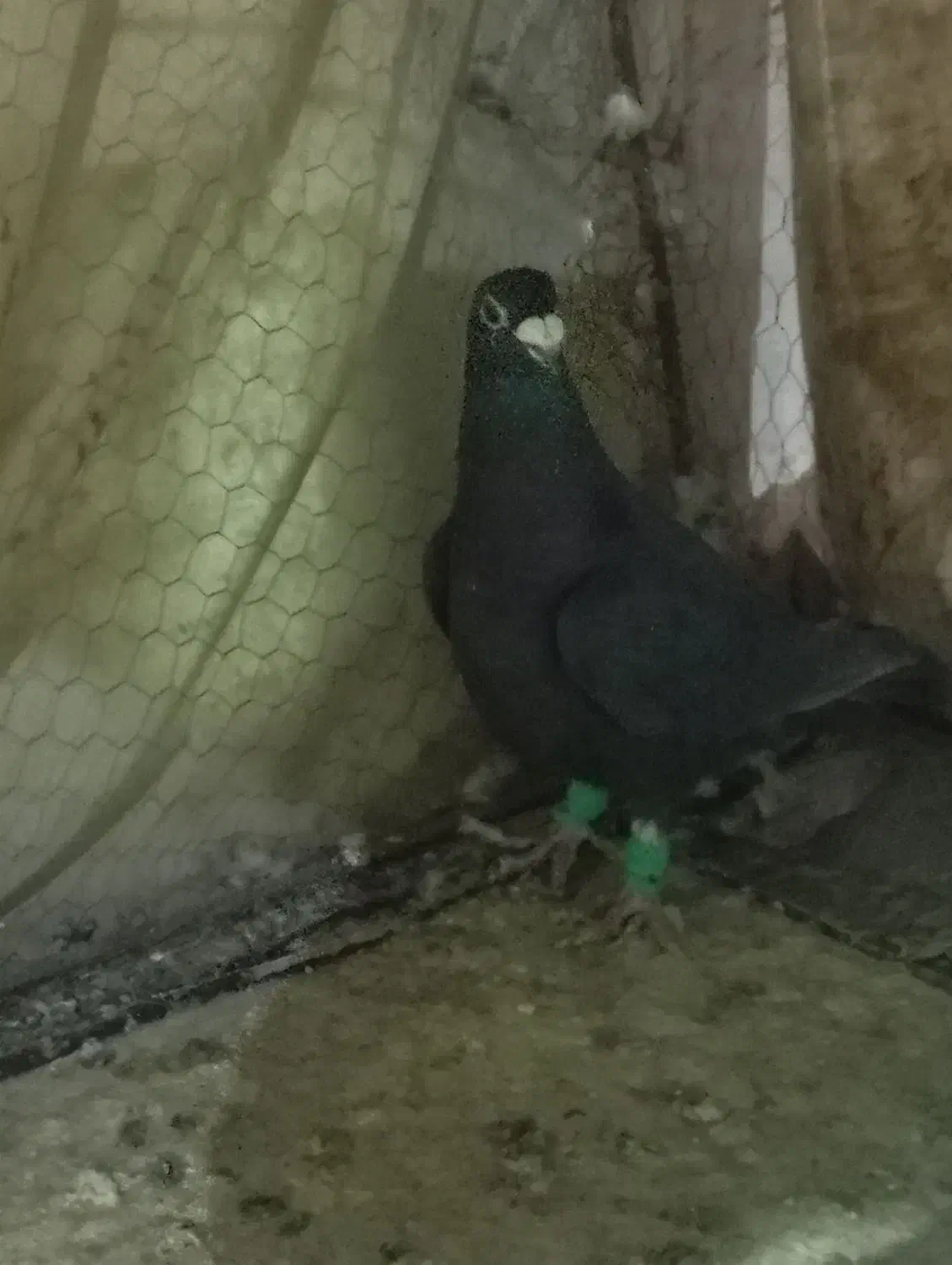 کبوتر نر  پر غلط  اشکی  تاحتی|پرنده|زاهدان, |دیوار