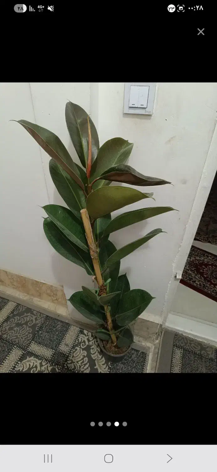 فیکوس سبز زیبا|گل و گیاه طبیعی|بجنورد, |دیوار