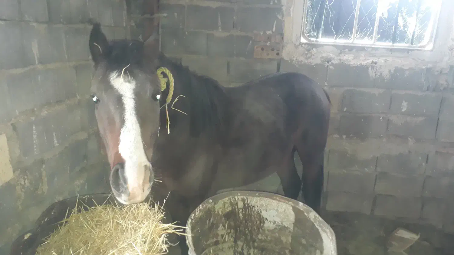 اسب کرد|اسب و تجهیزات اسبسواری|اهر, |دیوار